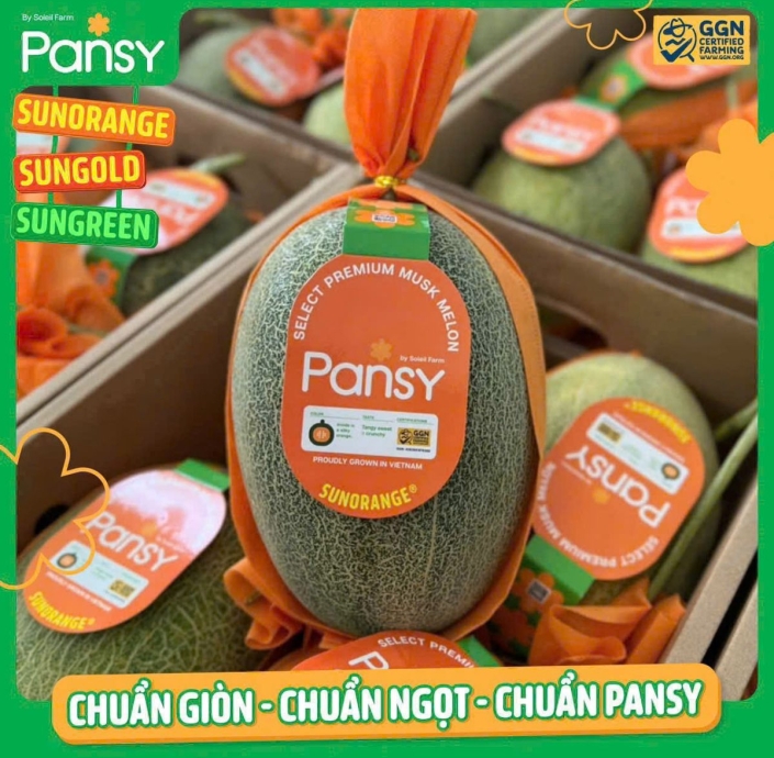 DƯA LƯỚI RUỘT CAM PANSY 