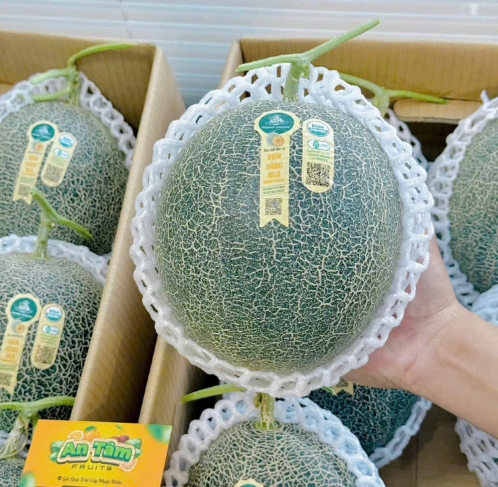 DƯA LƯỚI BIỂN HẰNG NGA RUỘT CAM DANNY GREEN