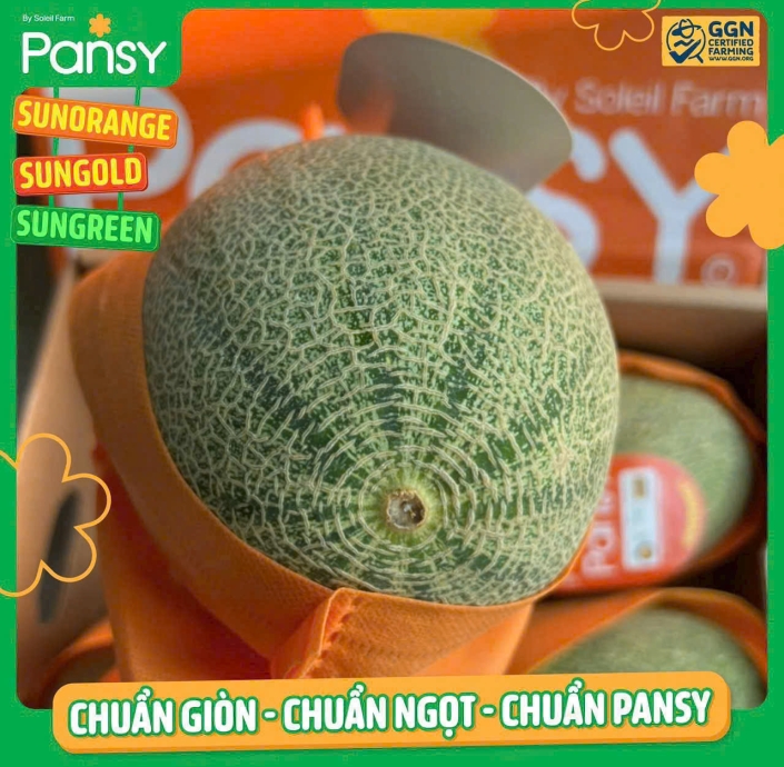 DƯA LƯỚI RUỘT CAM PANSY 