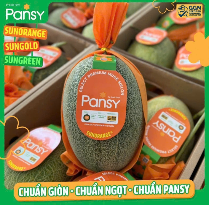 DƯA LƯỚI RUỘT CAM PANSY 