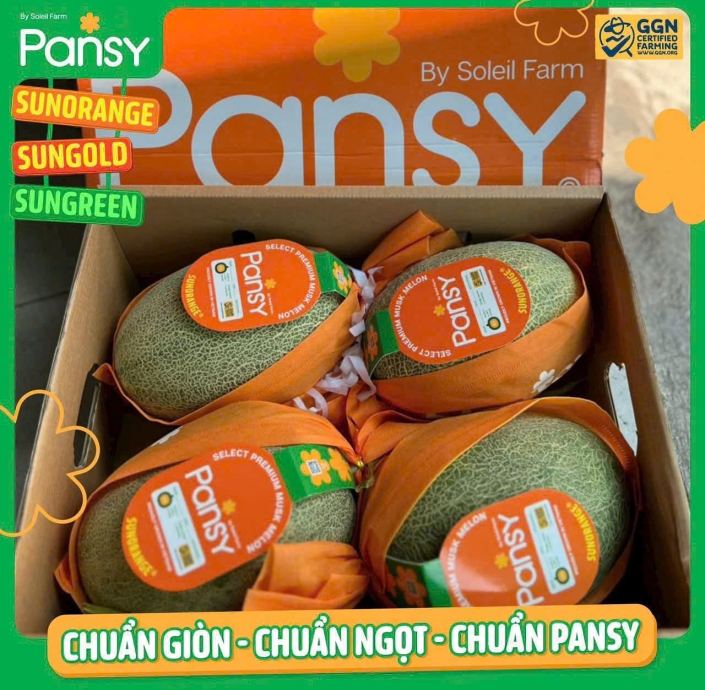 DƯA LƯỚI RUỘT CAM PANSY 