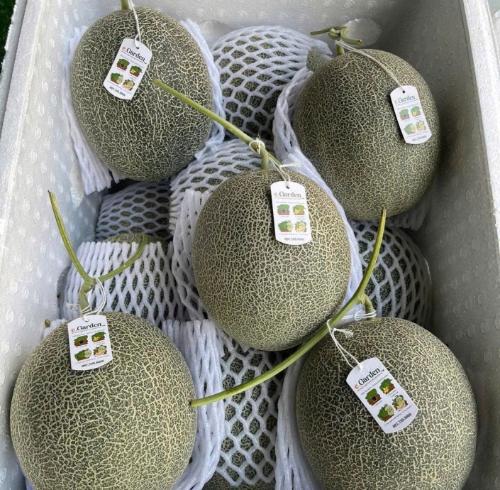 GREEN DƯA LƯỚI MẬT RUỘT CAM EGARDEN SIÊU NGỌT 