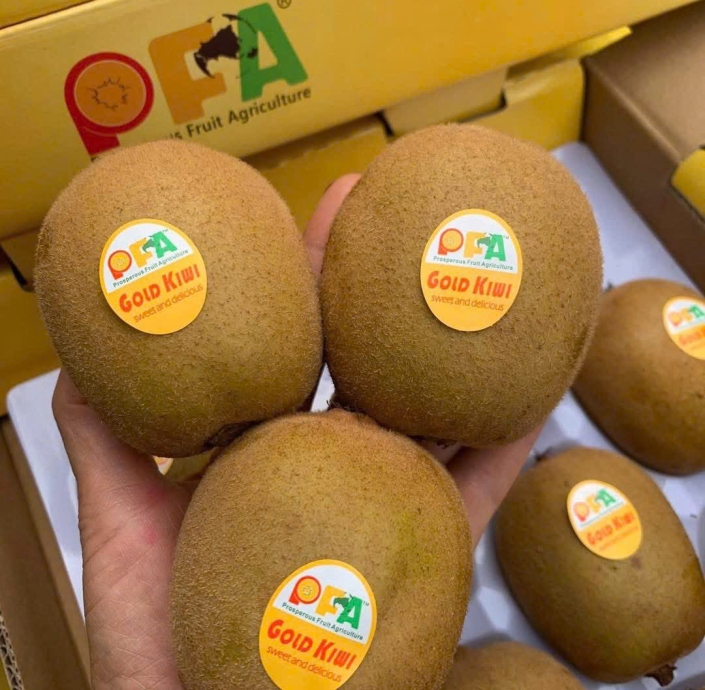 KIWI VÀNG ĐÀI LOAN 