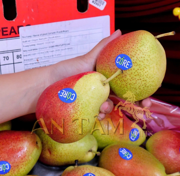 LÊ MÁ HỒNG NAM PHI 