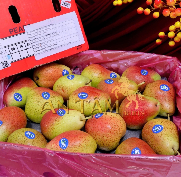 LÊ MÁ HỒNG NAM PHI 