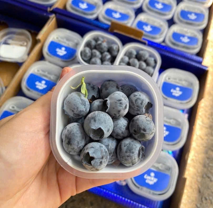 VIỆT QUẤT 60GRAM 1LY